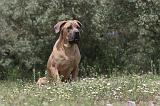 CANE CORSO 065